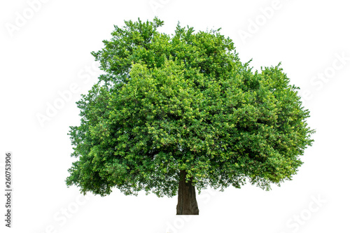 The green sacred tree is completely separated from the white background. Scientific name Maerua siamensis  Kurz  Pax.