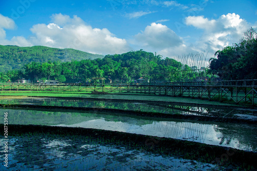 sukorame rice field  a bridge made of bamboo