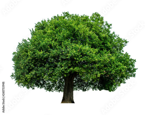 The green sacred tree is completely separated from the white background. Scientific name Maerua siamensis (Kurz) Pax.