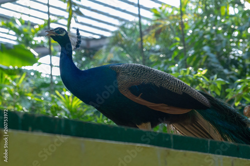 peacock in zoo