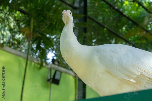 white peacock in the park
