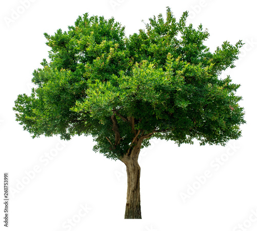 The green sacred tree is completely separated from the white background. Scientific name Maerua siamensis  Kurz  Pax.