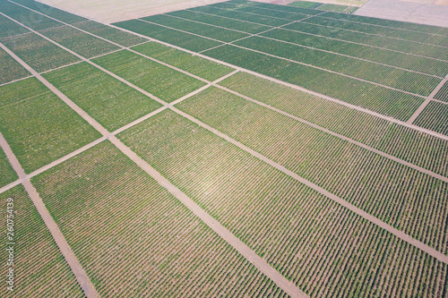 Grape orchards bird's-eye view. Vine rows. Top view of the garden photo