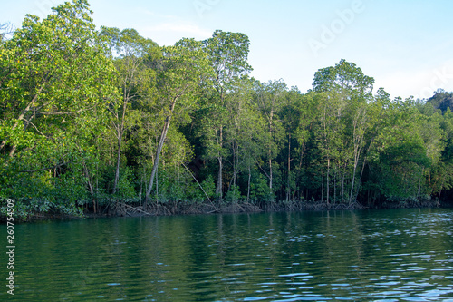 lake in mangrove forest