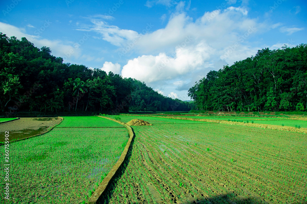 rice field in the morning with blue sky