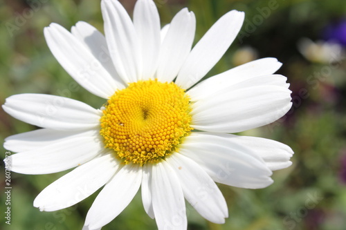 chamomile flower bloom spring bud petal garden green background macro