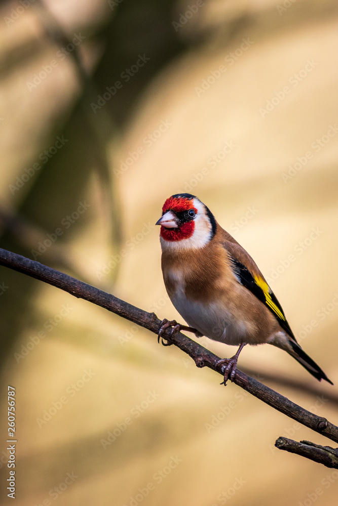 Fototapeta premium Goldfinch (Carduelis carduelis)