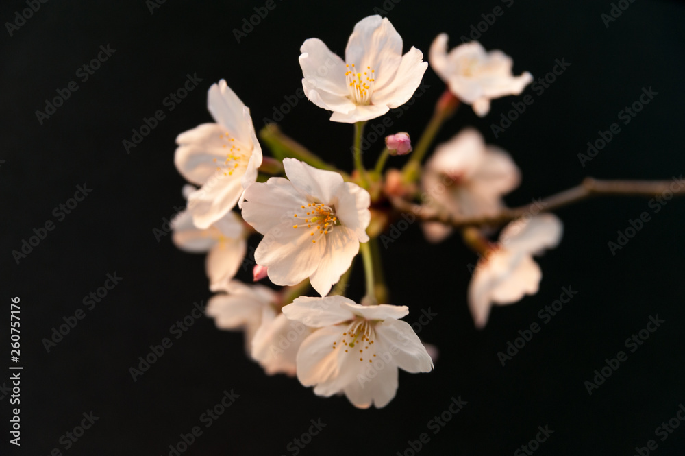 Sakura flowers isolated on black background. Close-up. Horizontal shot. Sakura flowers isolated on black background. Close-up. Horizontal shot.