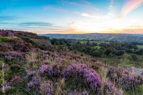 Heather (Calluna vulgaris)