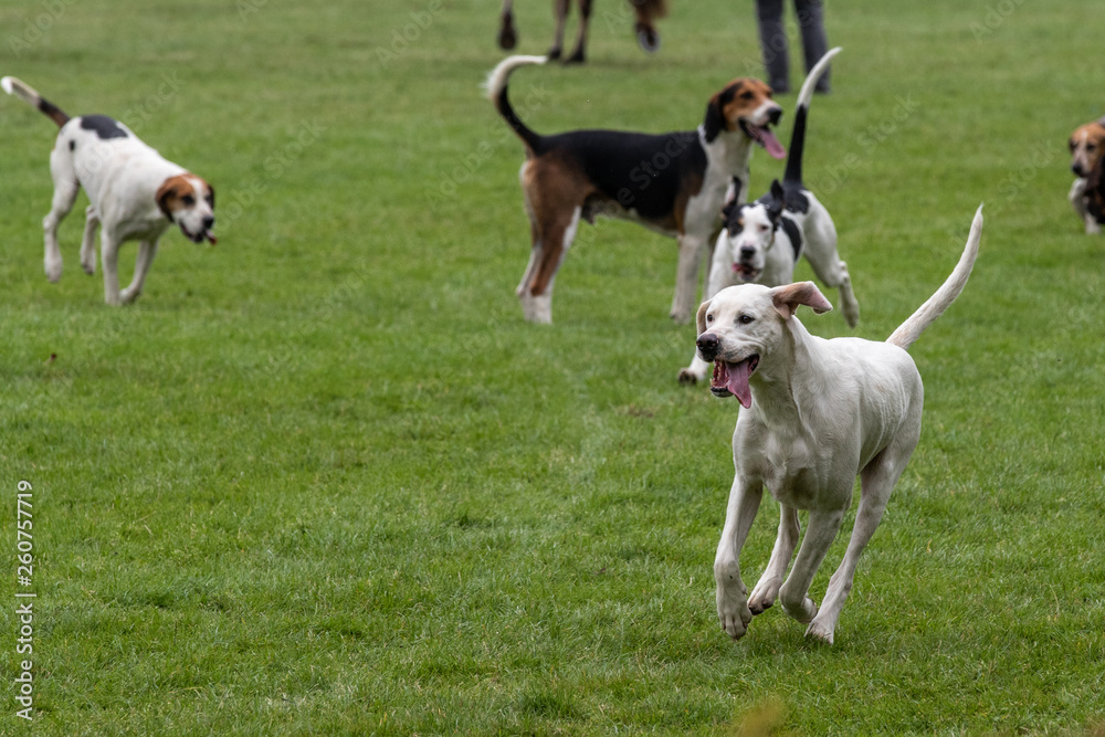 Hunt leaders led dozens of hounds into the main ring