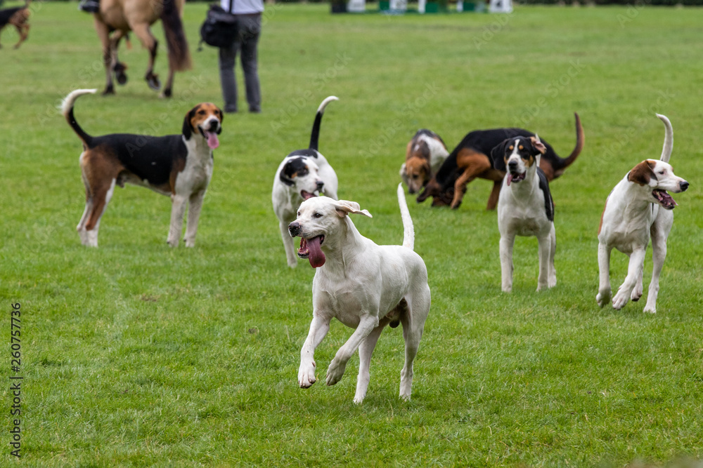 Hunt leaders led dozens of hounds into the main ring Hunt leaders led dozens of hounds into the main ring