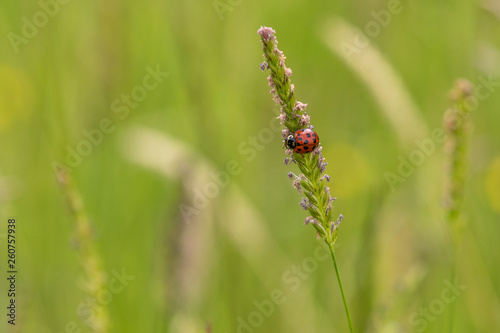 ladybird © chris2766