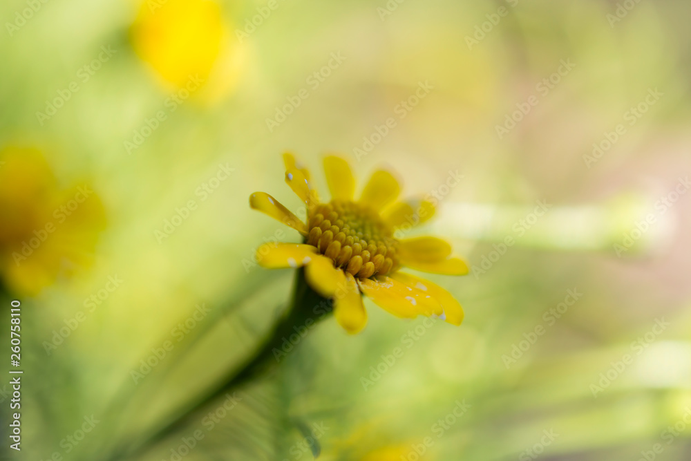 daisy yellow color background