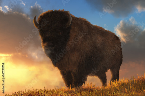 An American buffalo stands on a grassy hill. Behind the massive fur covered bison, the sun sits low on the horizon. 3D Rendering