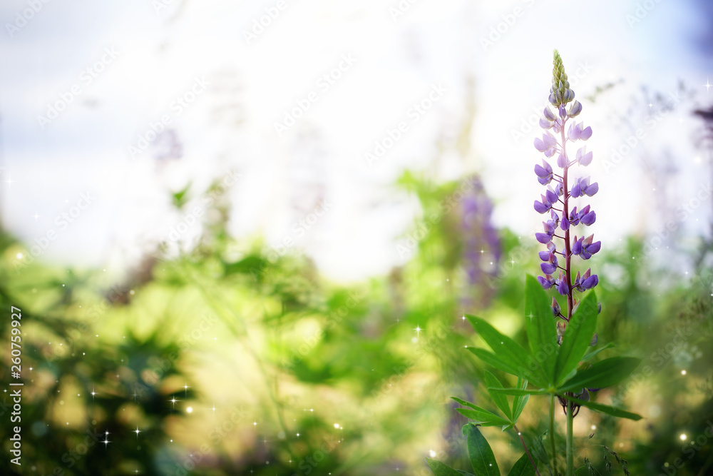Beautiful lupine flower on a natural background morning sunrise. Colorful bright artistic image with a soft focus.