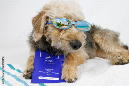 CHIEN AVEC SON PASSEPORTS ET DES LUNETTES DE SOLEIL photo