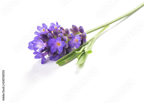 Lavender flower isolated white background Macro picture