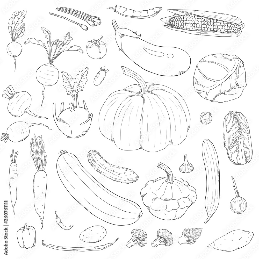 Vector Set of Sketch Vegetables Vector Set of Sketch Vegetables