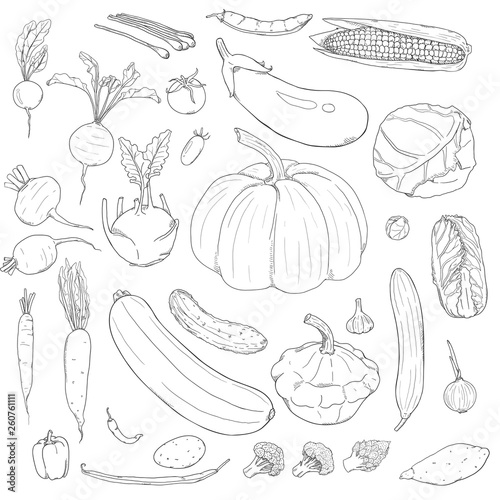 Vector Set of Sketch Vegetables