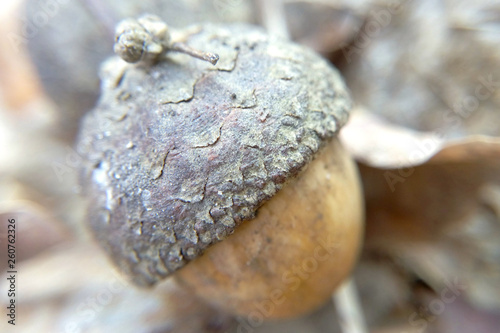 Brown natural acorn in nature out of focus close-up, blurred background