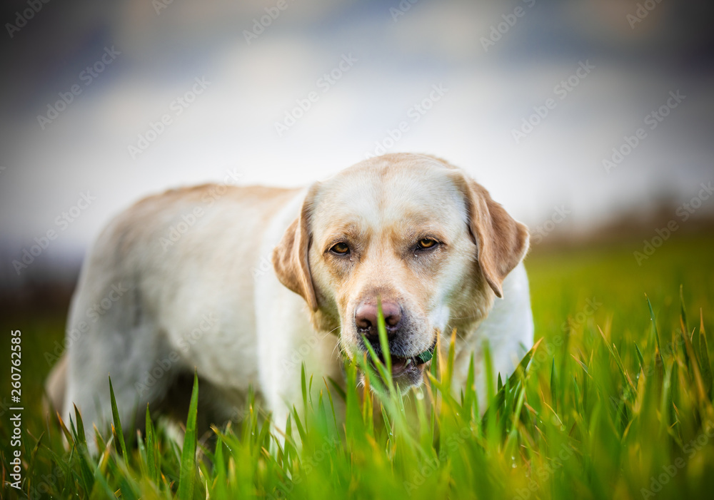 The Labrador