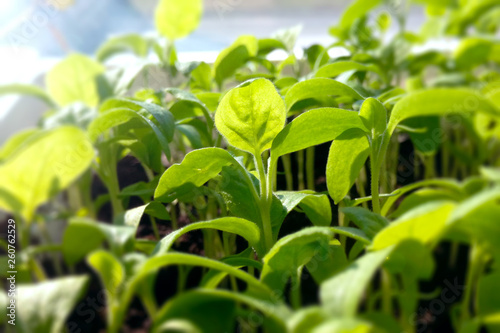 Young seedlings green plants illuminated by the sun close-up blurred background