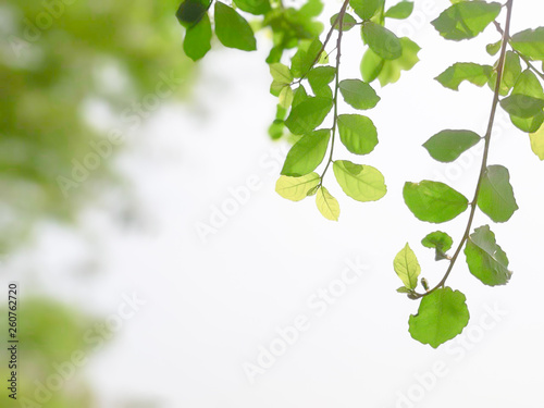 Green leaves on a white background, refreshing nature.