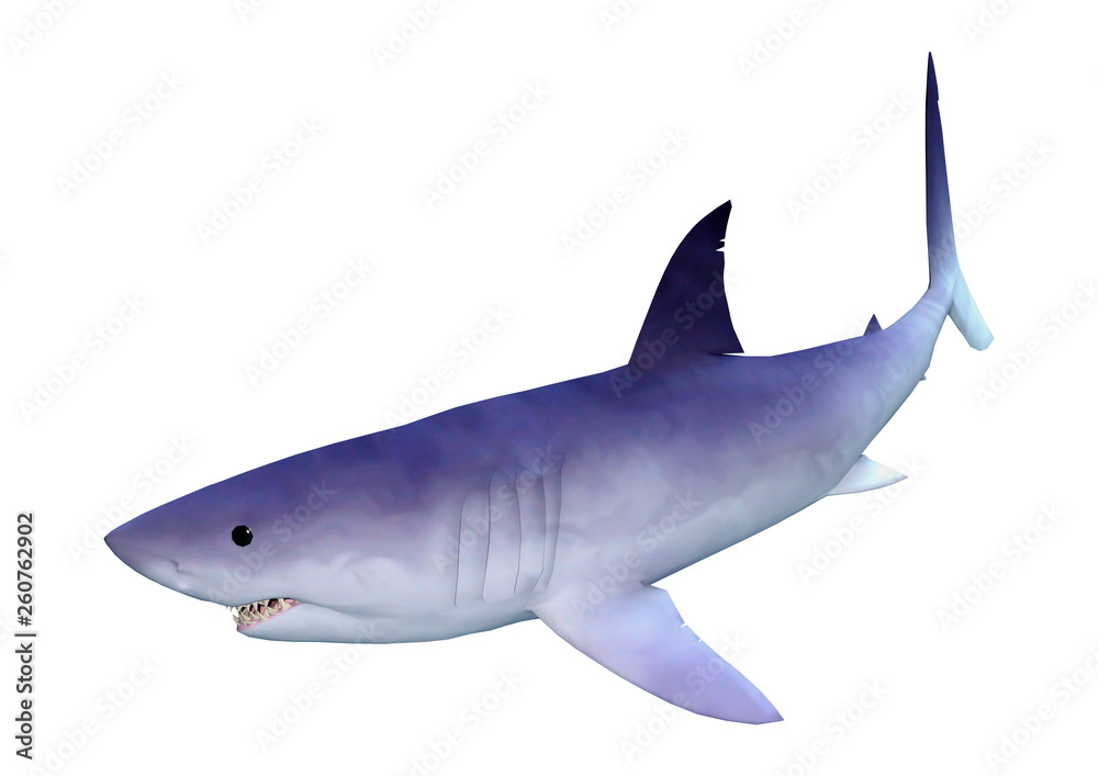 Naklejka premium 3D Rendering Shark on White