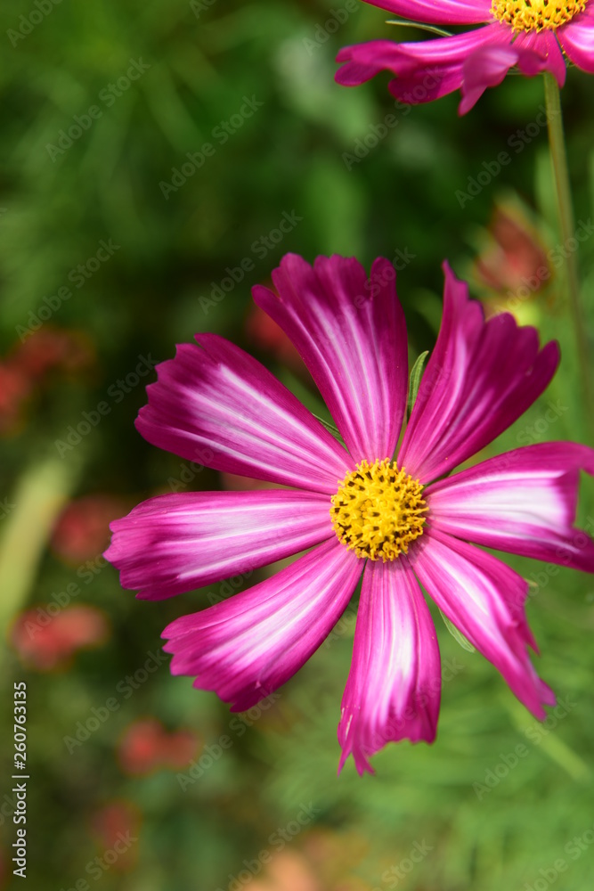 Fototapeta premium Beautiful Chrysanthemum Plants