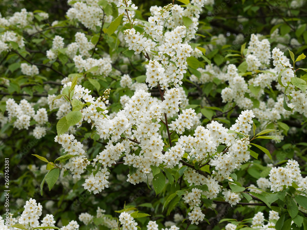 Prunus padus - Merisier ou cerisier à grappes. Inflorescence printanière Prunus padus - Merisier ou cerisier à grappes. Inflorescence printanière