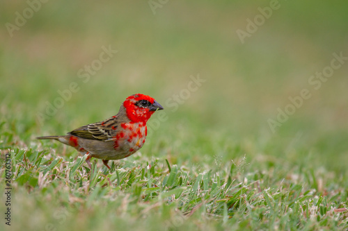 Red Fody (Foudia madagascariensis) sitting in the grass on Praslin, Seychelles in the Indian Ocean.