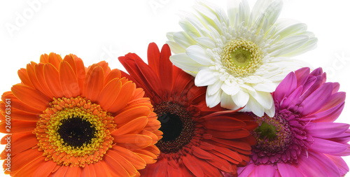 bouquet of flowers on white background