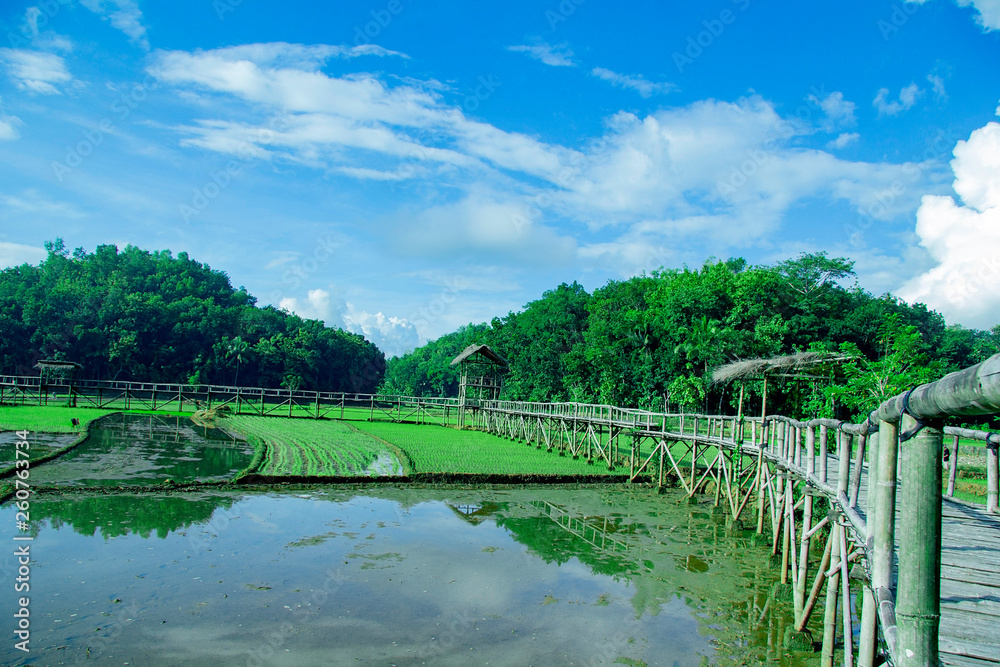 sukorame rice field, a bridge made of bamboo