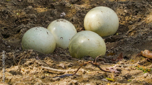 13797_Four_ostrich_eggs_on_the_hole_in_the_ground.jpg