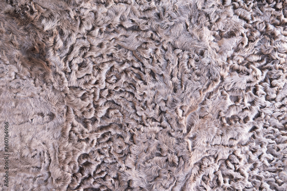 Closeup karakul fur texture to background Closeup karakul fur texture to background