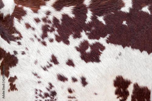 Cowhide for use as a background in full frame photo