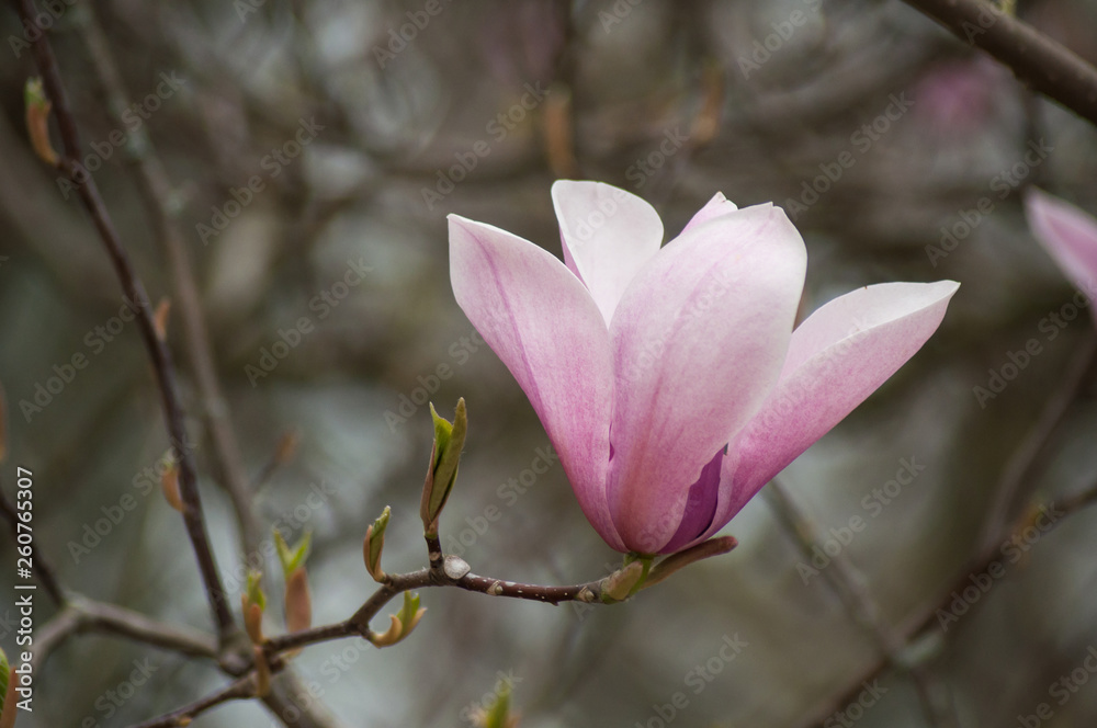 closeup of magnolia pink flowers at spring closeup of magnolia pink flowers at spring