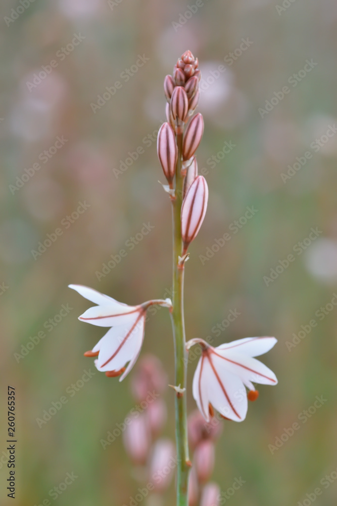 Fototapeta premium Espiga al amanecer