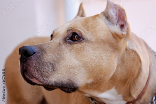 Beautiful beige mature American PitBull terrier  old school ear cut. Close up portrait of serious wise aged dog-male. Outdoors  copy space.