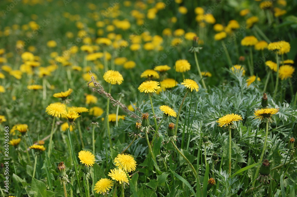 dandelions on the green lawn