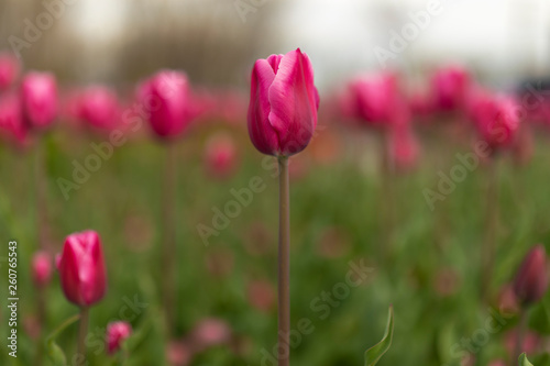 tulips blossom on blured background. Selective focus  vintage toned picture