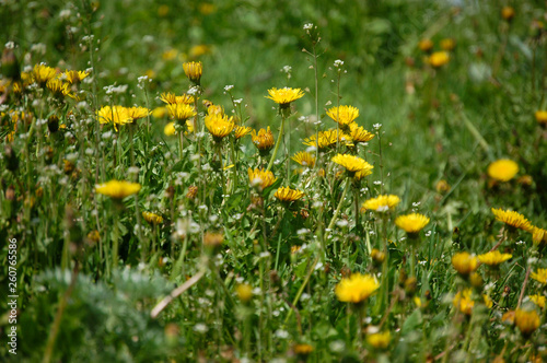 dandelions on the green lawn