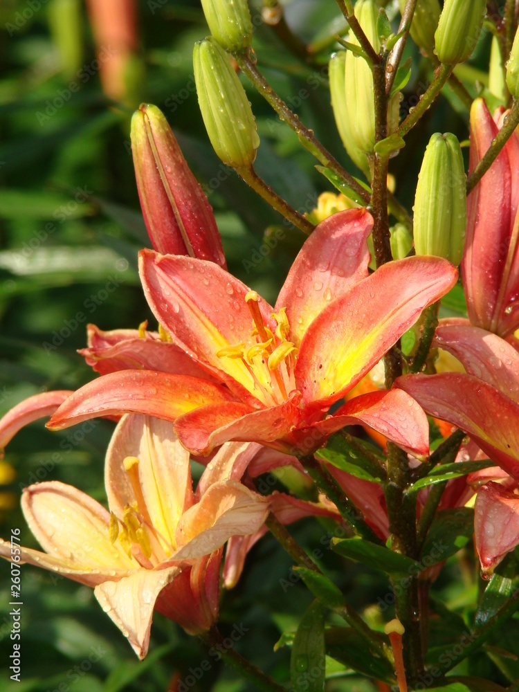 lily Forever Marjolein flower closeup lily Forever Marjolein flower closeup