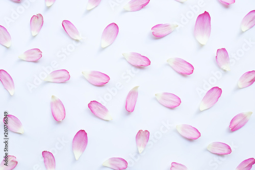 Pink lotus petals on white.
