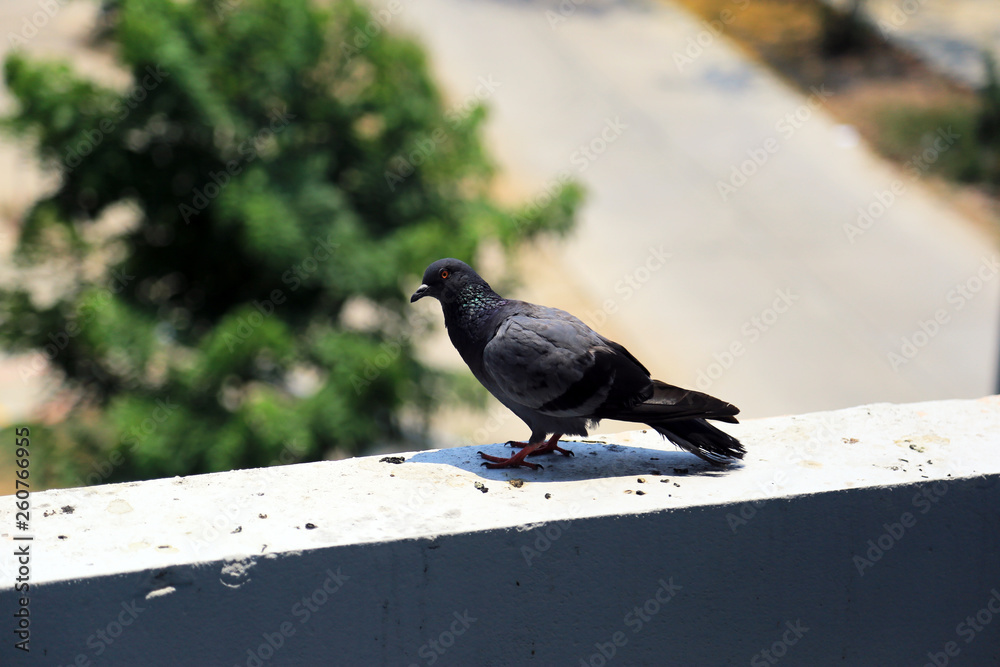 Obraz premium Pigeon (Columba livia) on the roof of city building.