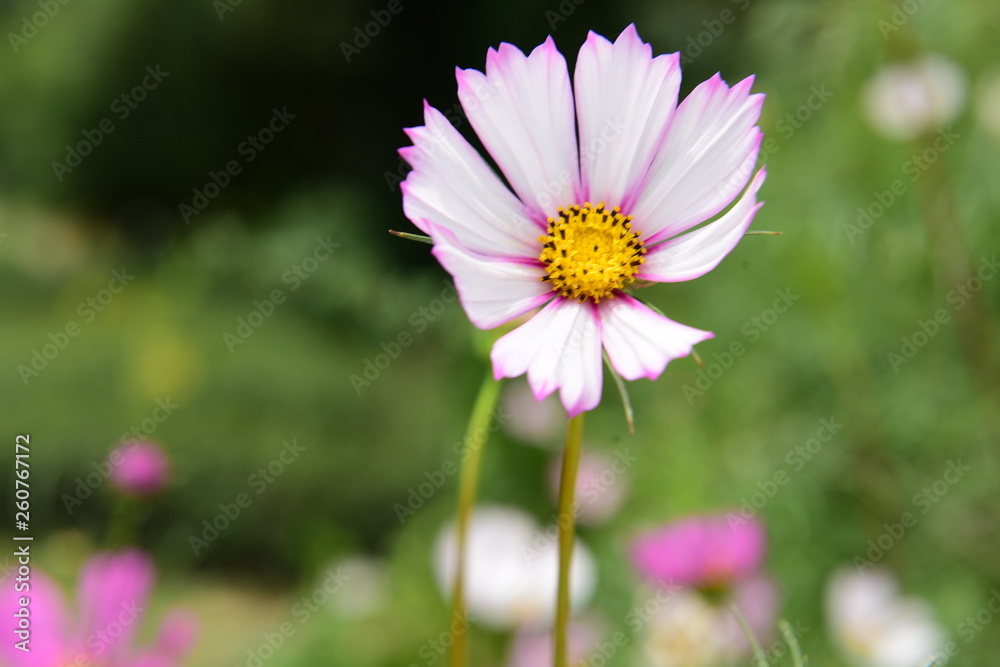 Beautiful Chrysanthemum Plants Beautiful Chrysanthemum Plants