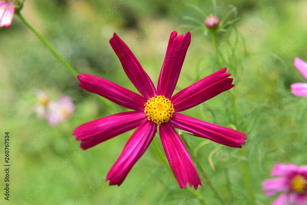 Beautiful Chrysanthemum Plants Beautiful Chrysanthemum Plants
