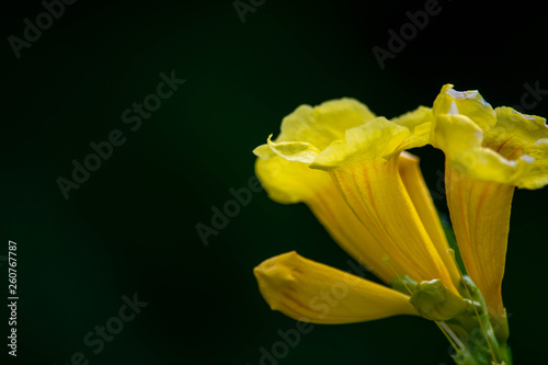 Close up of Yellow flower  Yellow elder  Yellow bells   Trumpetflower or Tecoma stans  selective focus 