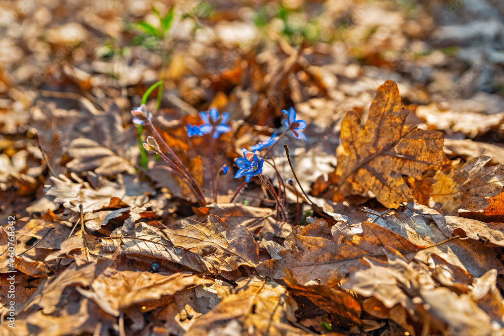 Early spring in the forest