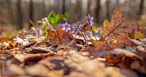Early spring in the forest